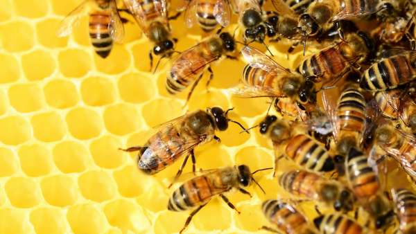 Bienenstock-Produkte, foto 1