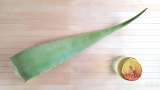 Aloe Vera Mazerat mit Honig - Vorbereitung Schritt 1