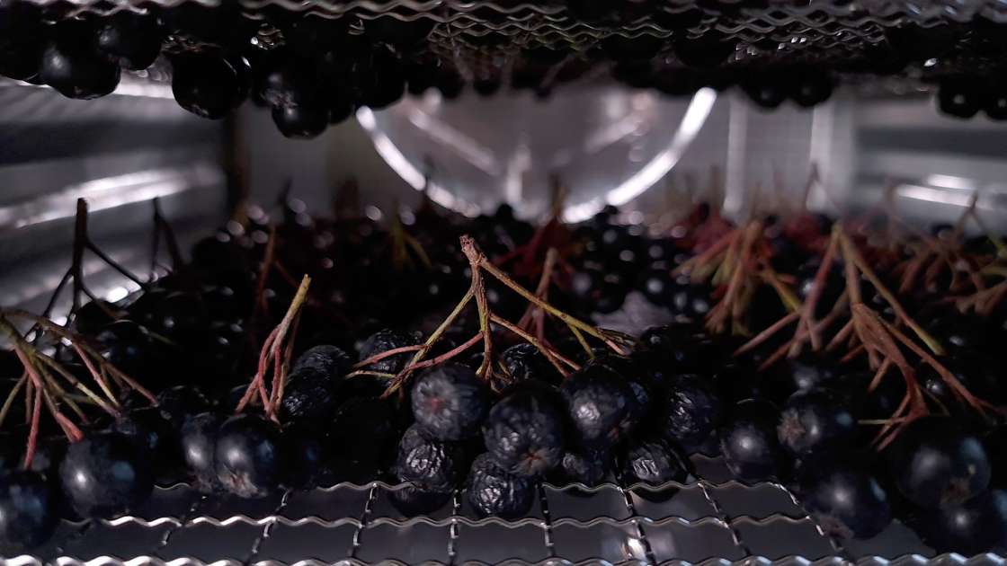 Trocknen von Aronia im Dehydrator, foto 3