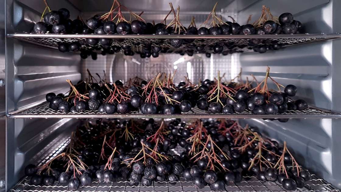 Trocknen von Aronia im Dehydrator, foto 5