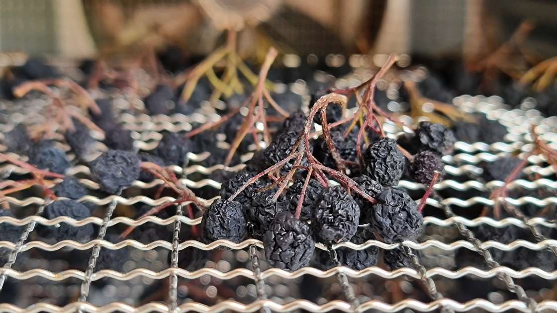 Trocknen von Aronia im Dehydrator, foto 7