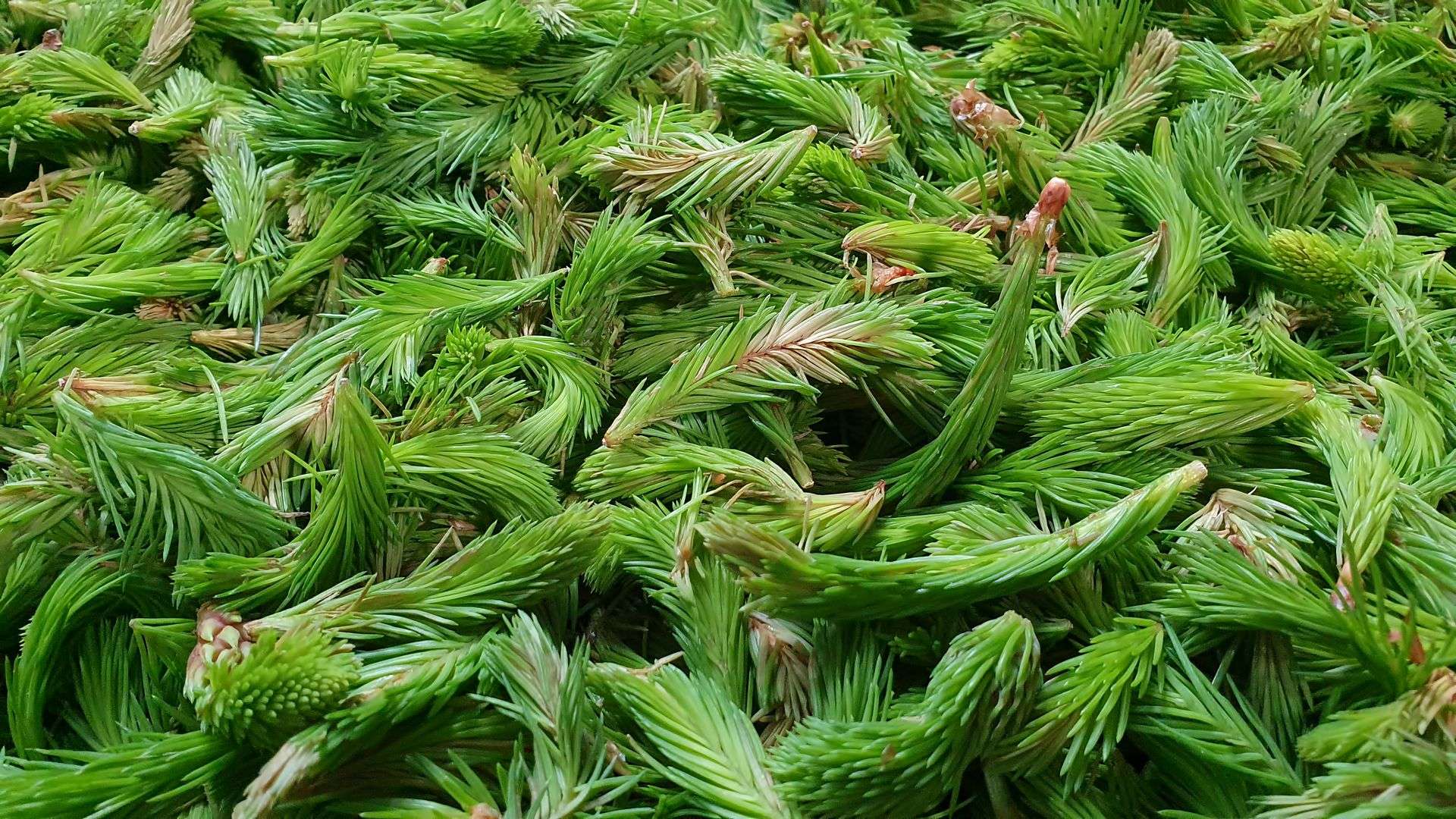 Kiefernknospen-Sirup, foto 2
