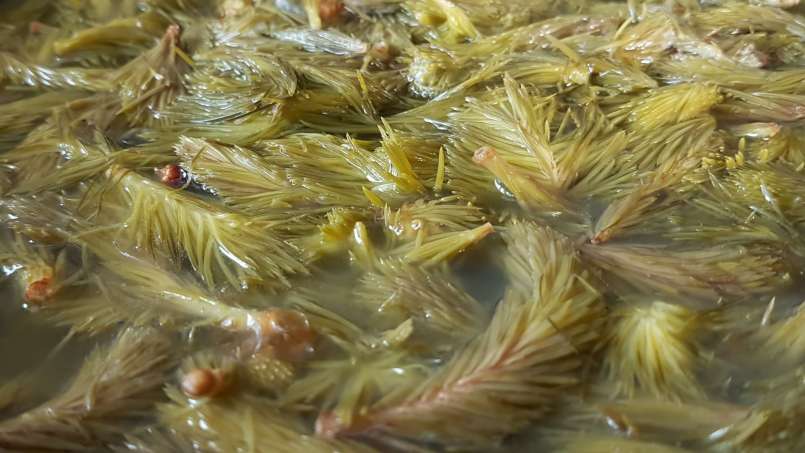 Kiefernknospen-Sirup, foto 3