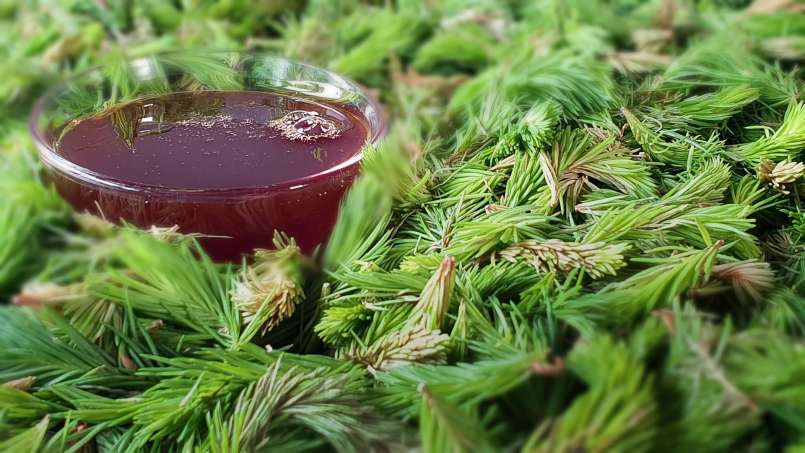 Kiefernknospen-Sirup, foto 8