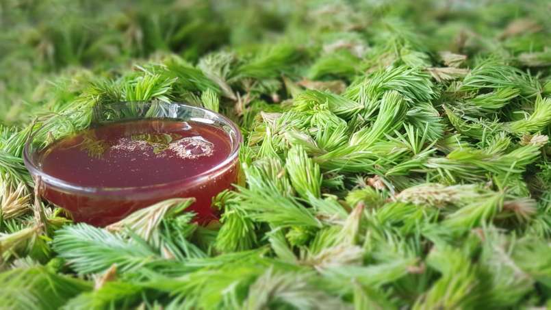Kiefernknospen-Sirup, foto 9