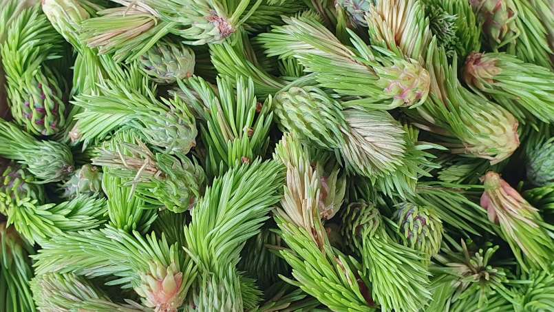 Mazerierte Pinienknospen mit Honig, foto 3