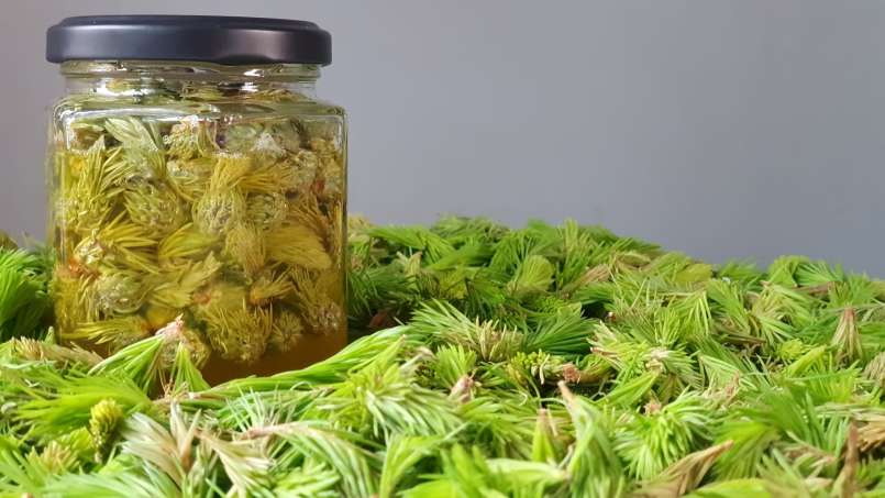 Mazerierte Pinienknospen mit Honig, foto 6