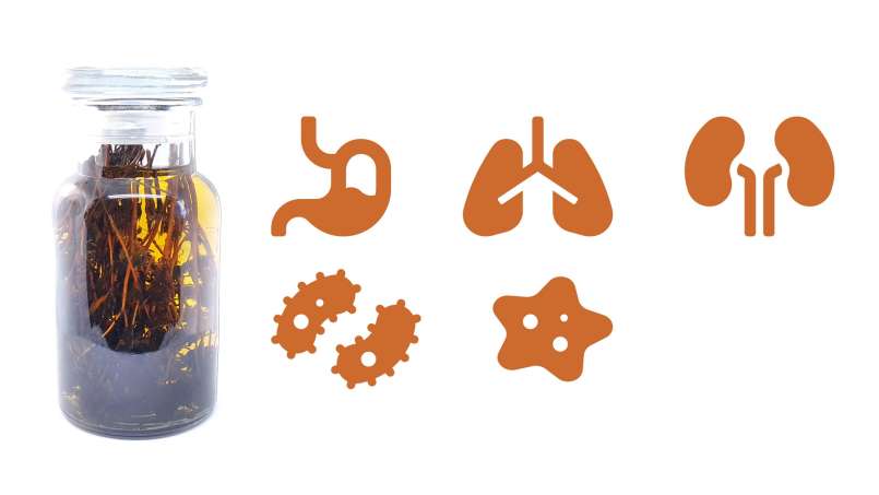 Tinktur aus Thymian, foto 1