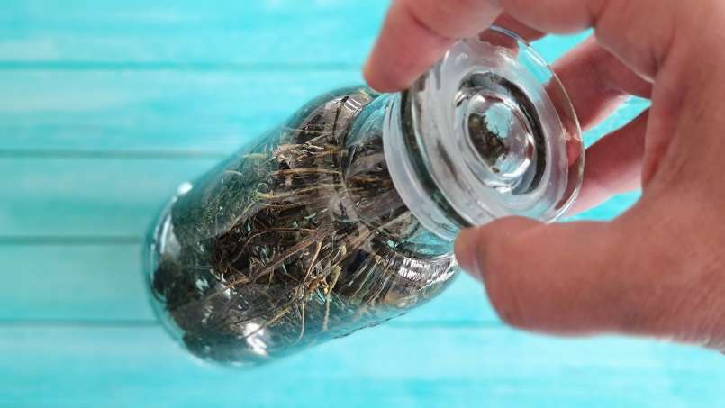 Tinktur aus Thymian, foto 4