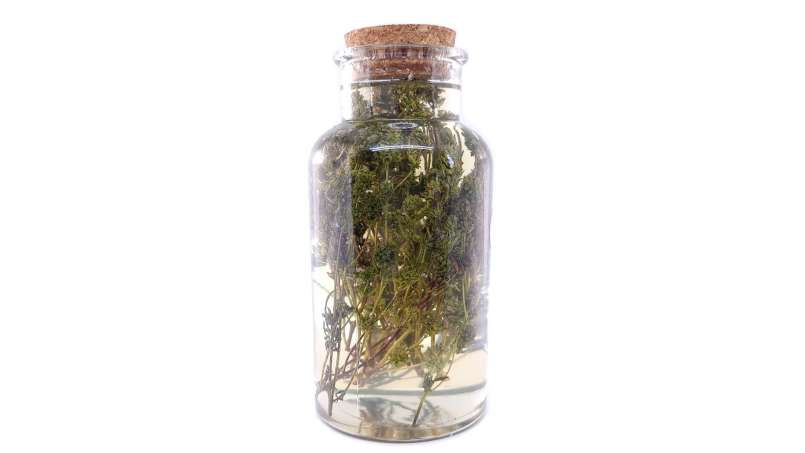 Thymian-Mazerat mit Honig, foto 3