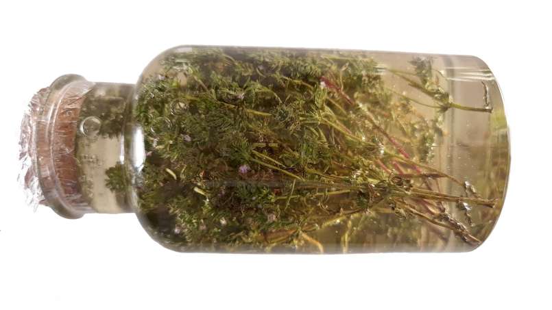 Thymian-Mazerat mit Honig, foto 5