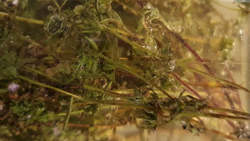 Thymian-Mazerat mit Honig, foto 8