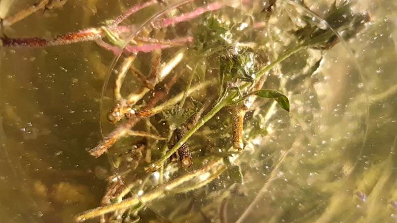 Thymian-Mazerat mit Honig, foto 9