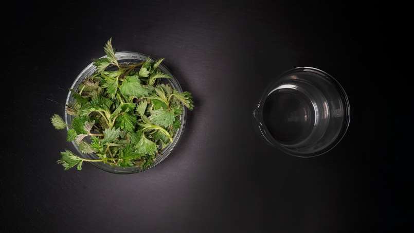 Brennnessel-Tinktur, foto 1